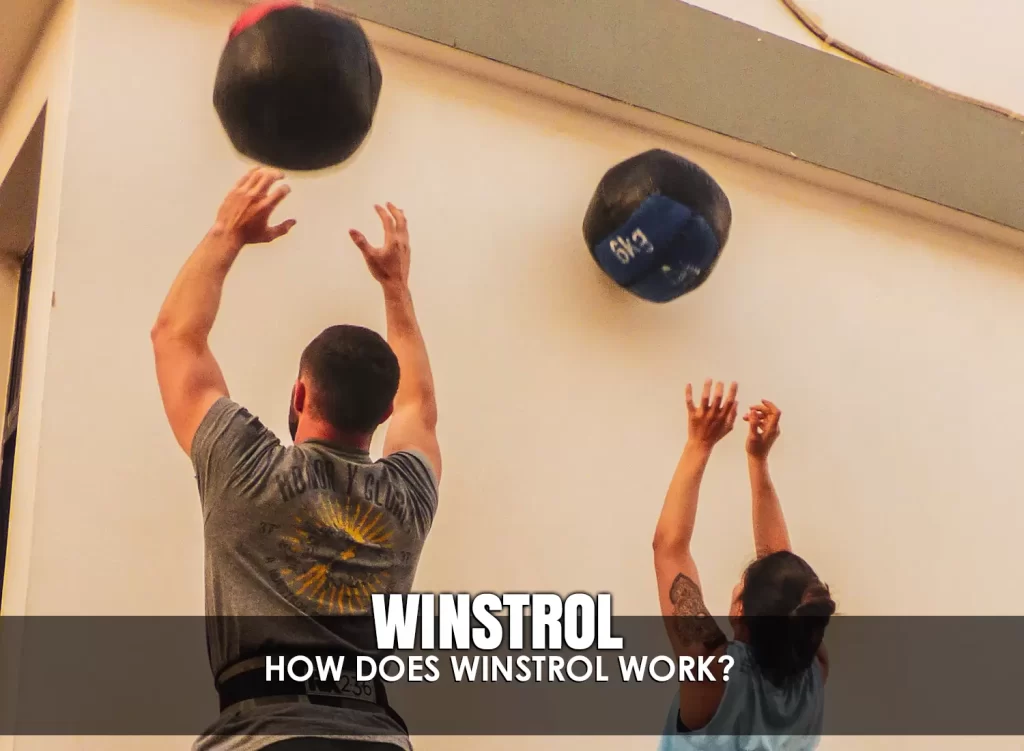 How does Winstrol work